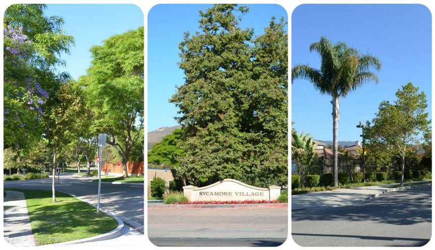 Ventura Sycamore Village Collage