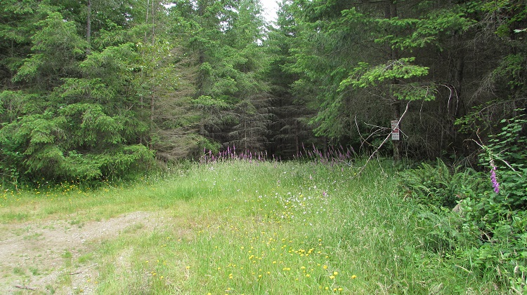 Front yard of Home for sale in Sumner WA