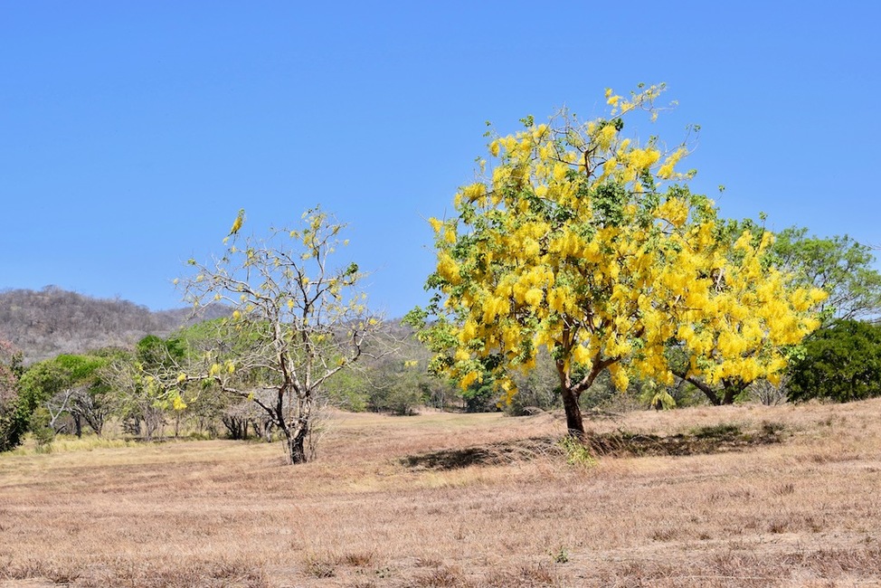 Gold Or Green What S Your Favorite Season In Playa Grande Costa