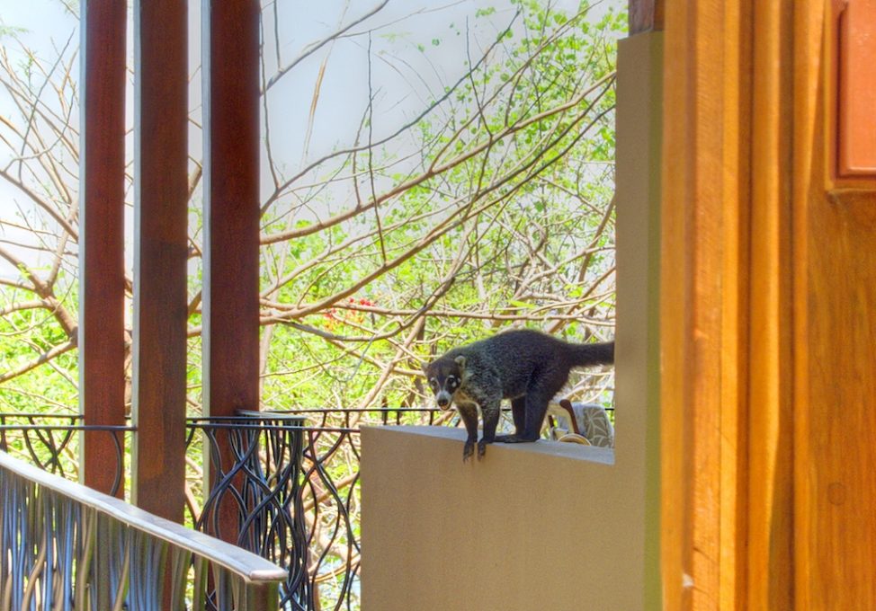 Meet Your Mammalian Neighbors in Playa Grande, Guanacaste, Costa Rica