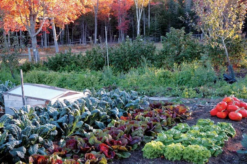 Gardening and Yard Care Tips for the Fall in the Pacific Northwest