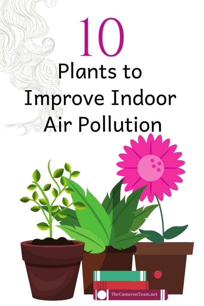 10 Plants to Improve Indoor Air Pollution