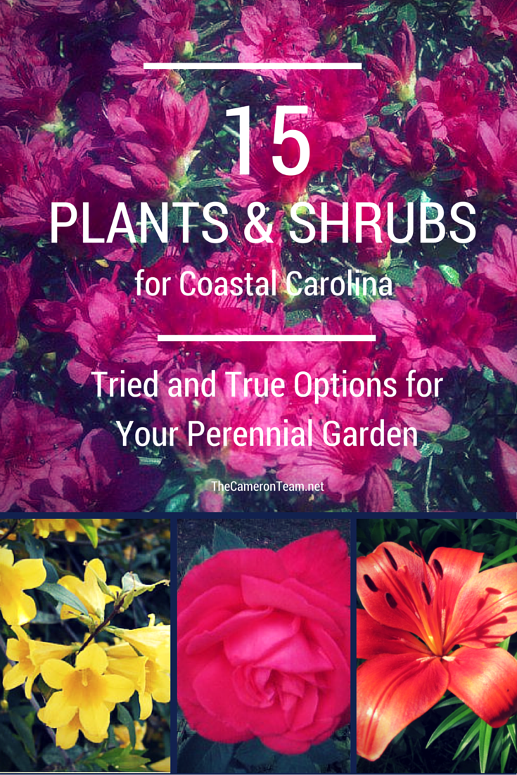 15 Plants And Shrubs For Coastal Carolina The Cameron Team