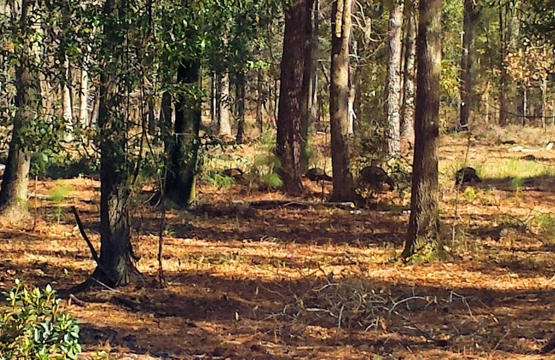 The Best of Castle Hayne, NC The Cameron Team