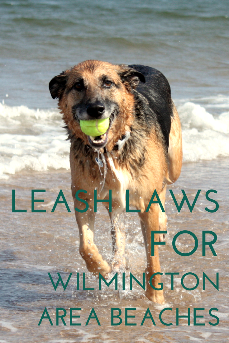 When Are Dogs Allowed on the Wilmington Area Beaches? - The Cameron Team