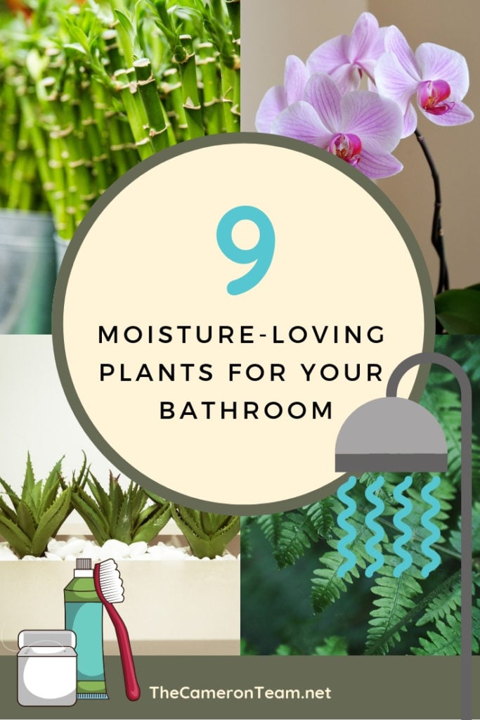 9 Moisture-Loving Houseplants for Your Bathroom