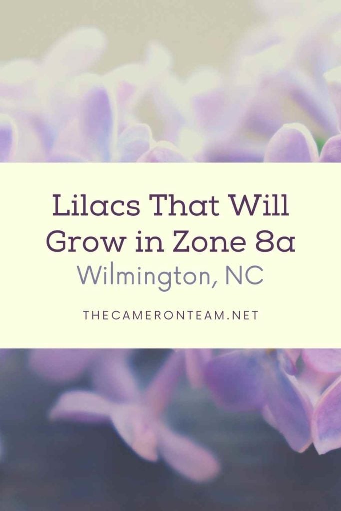 Lilac flowers and "Lilacs That Will Grow in Zone 8a"