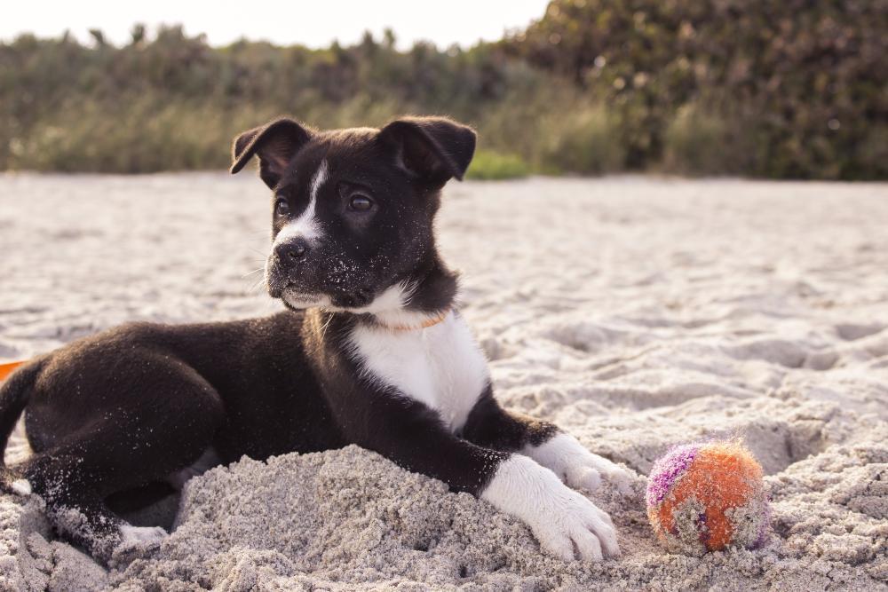 Dog Friendly Places In Long Beach Ca Showmehome