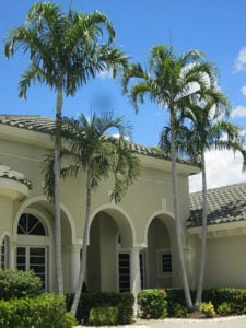 Finally Alexander palms are seen in front of a stucco house in a beige color.