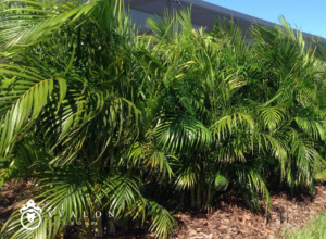 First the areca palms are green. Second the ground in front of the palms is a brown mulch. Lastly, the building in the background is green.