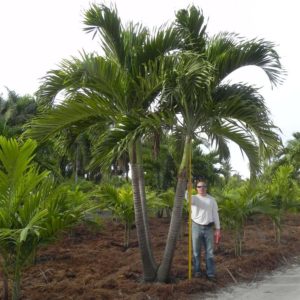 Moreover,Man Stands beside a 12 foot Christmas Tree Palm.