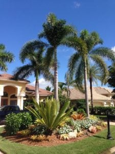 And 3 Foxtail palms are in front of a beige home.