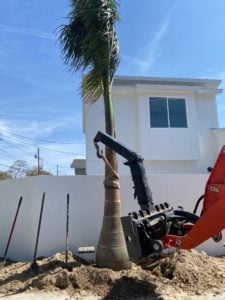 Therefore, Installing a Royal Palm at Pam's New Mid-Century Modern Home built by Kasper Modern. Additionally the house is white and the bobcat holding the tree is orange.