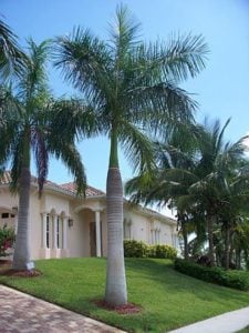 Two large Royal Palms Live the driveway.