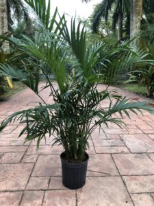 Also there is a cat palm tree in a black pot. Additionally the pot is sitting on a paver sidewalk and the color is grays and muted reds.